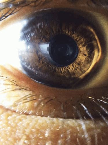 Eye Zoom GIFs .